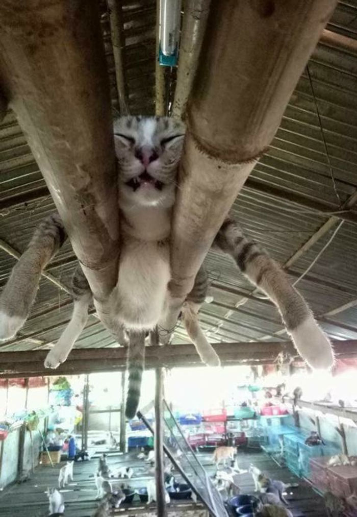 Solo un gato pasando el rato