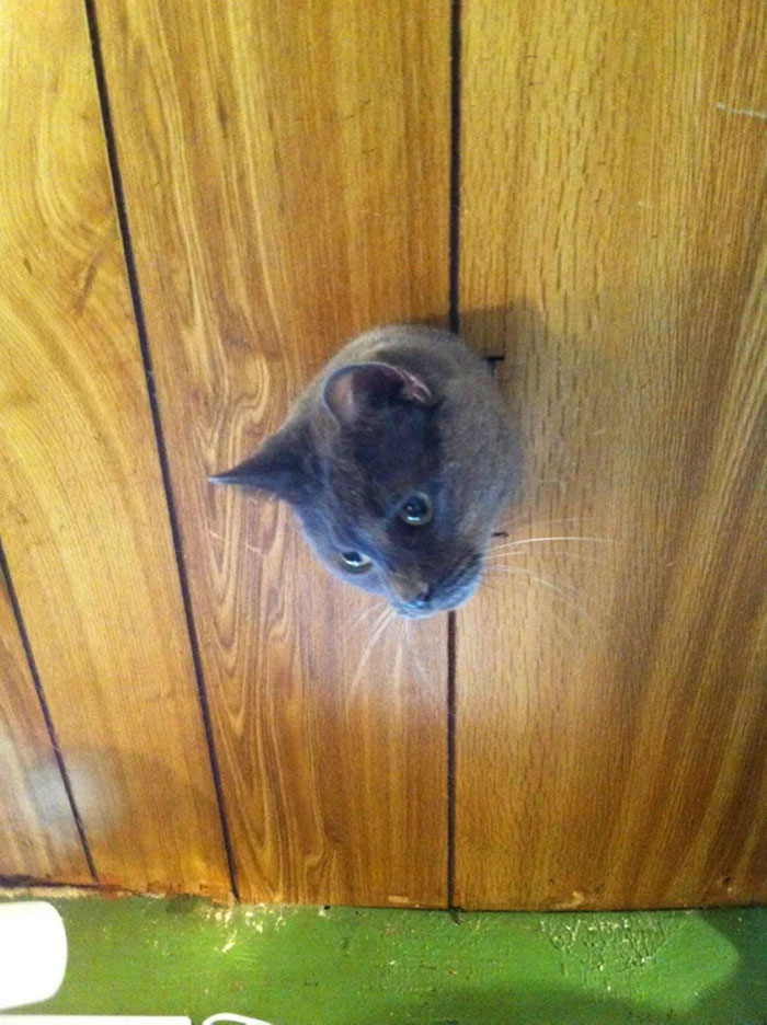 Entré a una tienda de antigüedades y vi a este gato asomando su cabeza por el agujero del techo