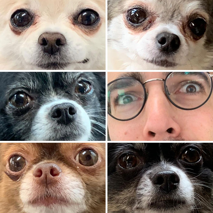 Mi hermano envió esto mientras cuidaba de 5 chihuahuas