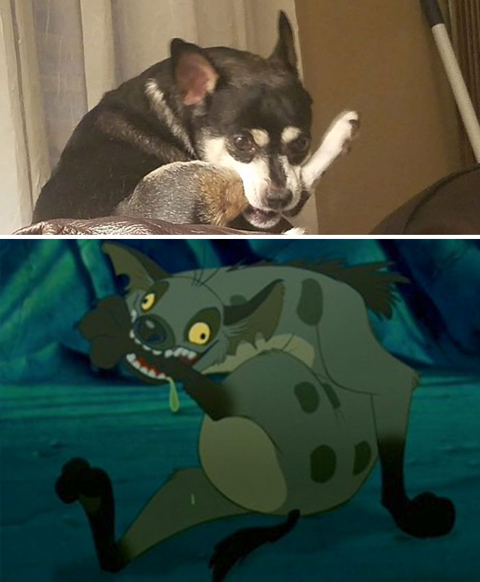 Mientras estaba fuera de la ciudad, mi hermana me envió una actualización de nuestro perro