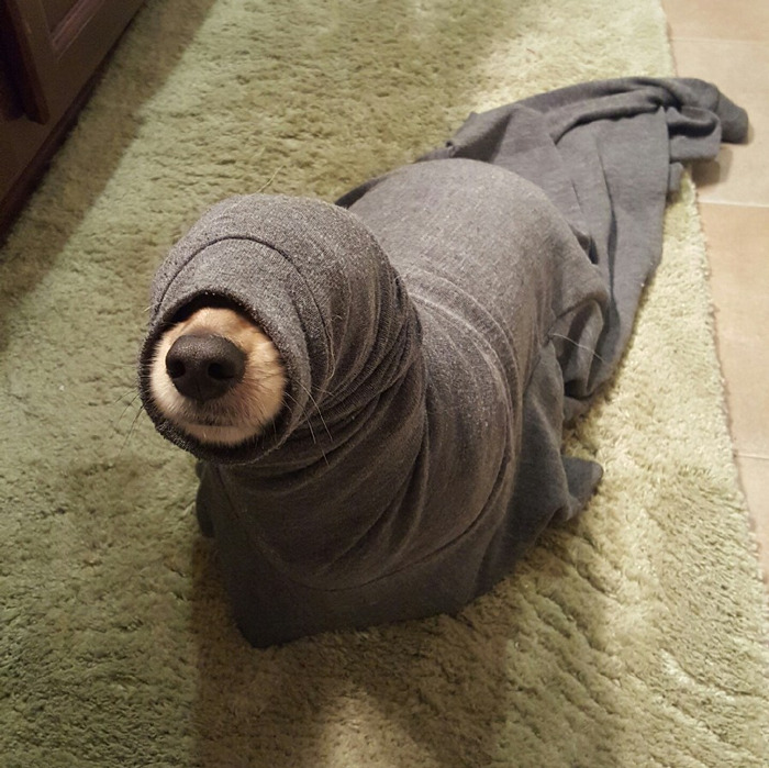 Una foca anda suelta