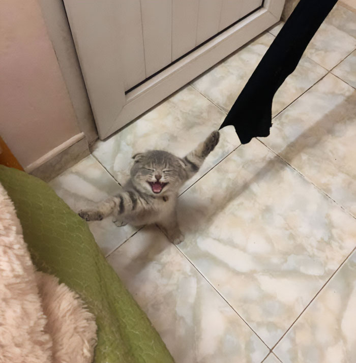 ¡Hola mamá! Tu maldito gato se atascó con las cortinas otra vez