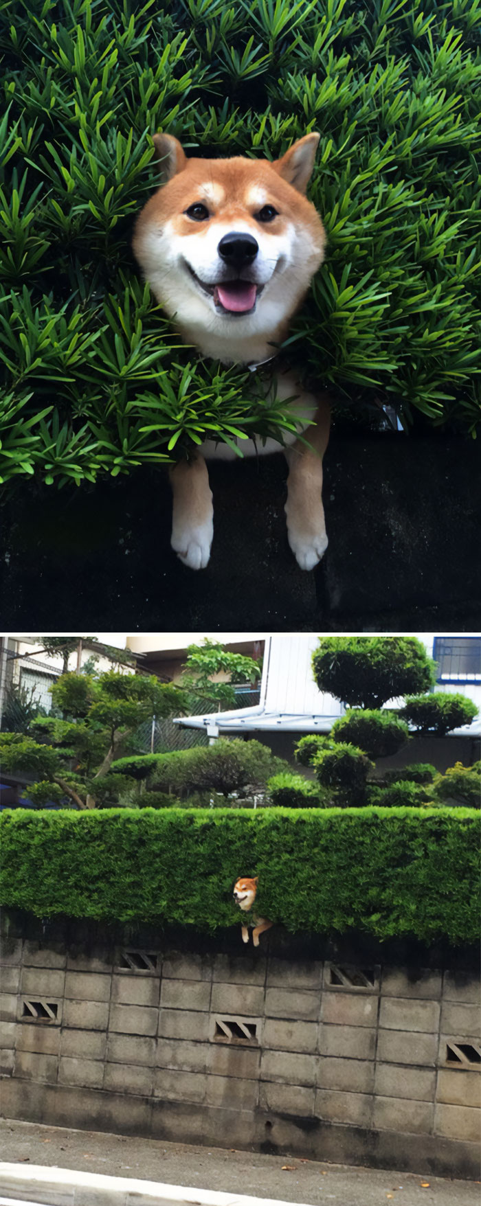 Este Shiba Inu se atasca en un arbusto y finge que todo va bien