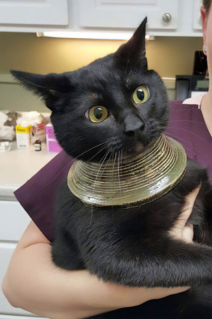 El gato de mi amigo se atascó la cabeza en un jarrón, se asustó, rompió el jarrón y se quedó con esto