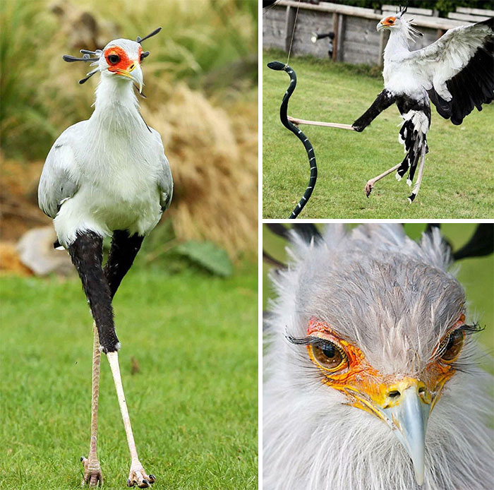 El pájaro secretario es famoso por sus patas golpeando serpientes; una sola patada proporciona unos 195 newtons de fuerza