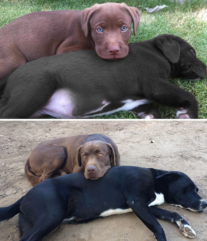 Inseparables