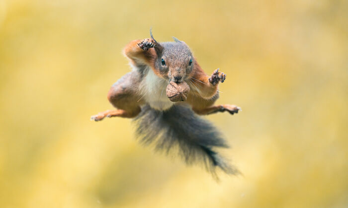 I’ve Spent 5 Years Capturing Perfectly Timed Action Shots Of Animals In Nature (35 Pics)