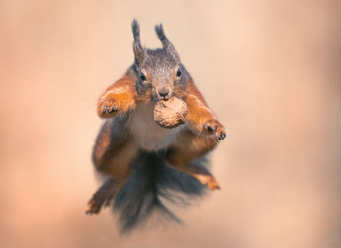 I’ve Spent 5 Years Capturing Perfectly Timed Action Shots Of Animals In Nature (35 Pics)