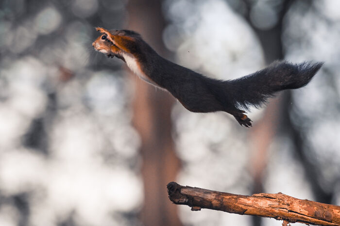 I’ve Spent 5 Years Capturing Perfectly Timed Action Shots Of Animals In Nature (35 Pics)