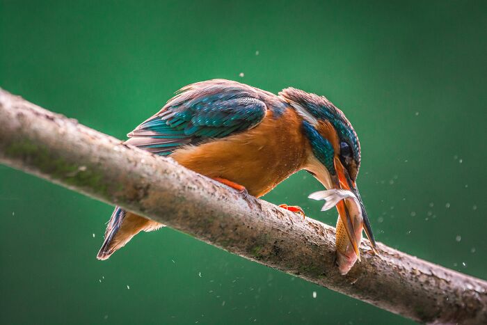 I’ve Spent 5 Years Capturing Perfectly Timed Action Shots Of Animals In Nature (35 Pics)