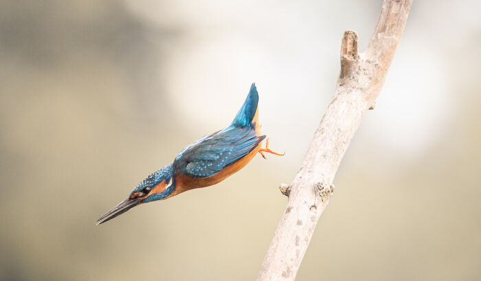 I’ve Spent 5 Years Capturing Perfectly Timed Action Shots Of Animals In Nature (35 Pics)