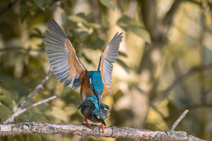 I’ve Spent 5 Years Capturing Perfectly Timed Action Shots Of Animals In Nature (35 Pics)