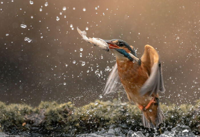 I’ve Spent 5 Years Capturing Perfectly Timed Action Shots Of Animals In Nature (35 Pics)