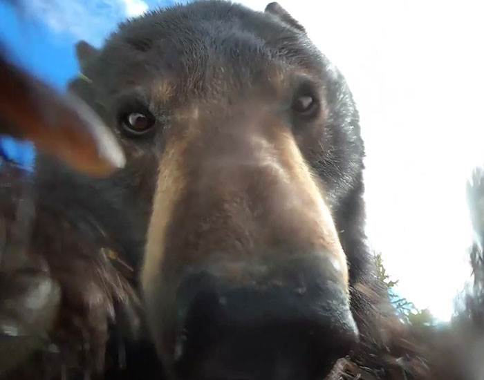 «¡Sin duda la cosa más loca que he encontrado!»: Un cazador encuentra una cámara perdida con imágenes grabadas por un oso