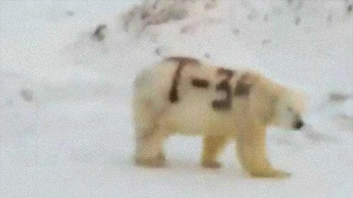Los científicos rusos quieren saber quién escribió "T-34" (tanque medio soviético) en el costado de un oso polar