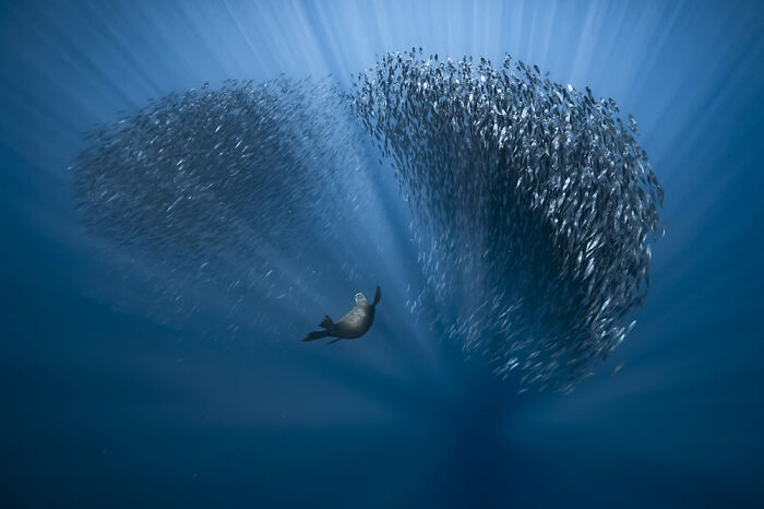 Premio elegido por la comunidad: Fabrice Guerin