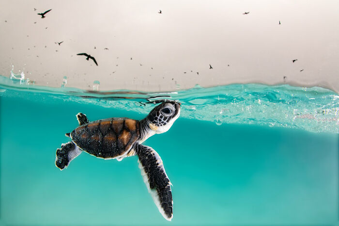 Fotografo De Juventud, Hannah Le Leu