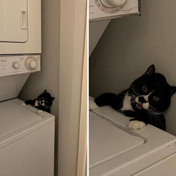 Cat Owners Share The Weirdest Places Their Cats End Up In (50 Pics)