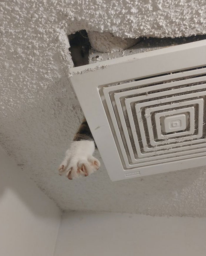 Cat Owners Share The Weirdest Places Their Cats End Up In (50 Pics)