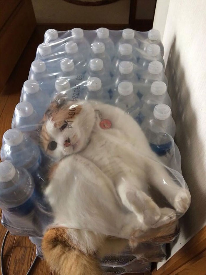Cat Owners Share The Weirdest Places Their Cats End Up In (50 Pics)