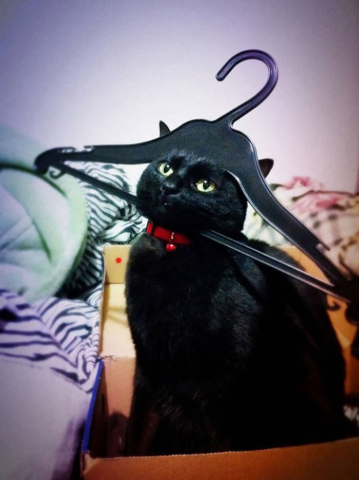 Cat Owners Share The Weirdest Places Their Cats End Up In (50 Pics)