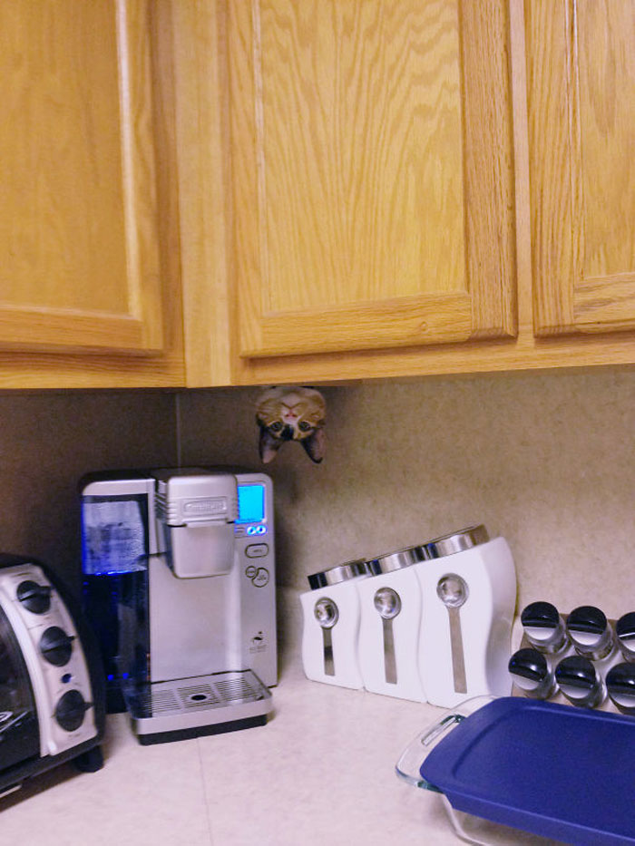 Cat Owners Share The Weirdest Places Their Cats End Up In (50 Pics)