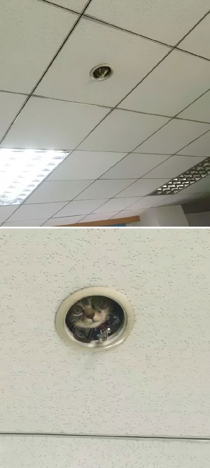 Cat Owners Share The Weirdest Places Their Cats End Up In (50 Pics)