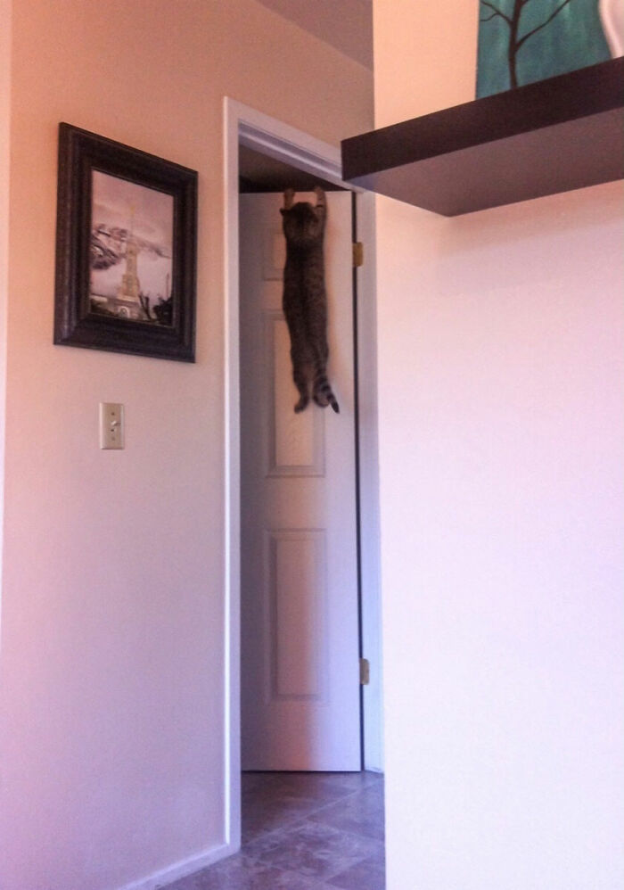 Cat Owners Share The Weirdest Places Their Cats End Up In (50 Pics)
