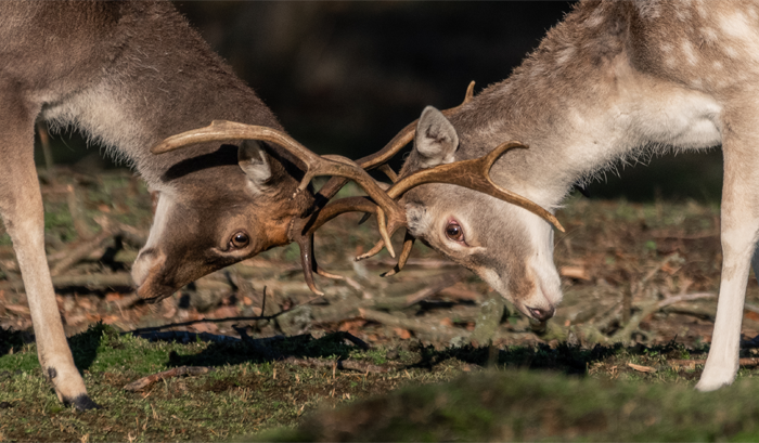 He pasado 5 años captando fotos perfectamente sincronizadas de animales en la naturaleza (35 fotos)
