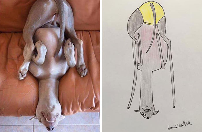 30 Animal Portraits Drawn So Badly, They Look Like Masterpieces