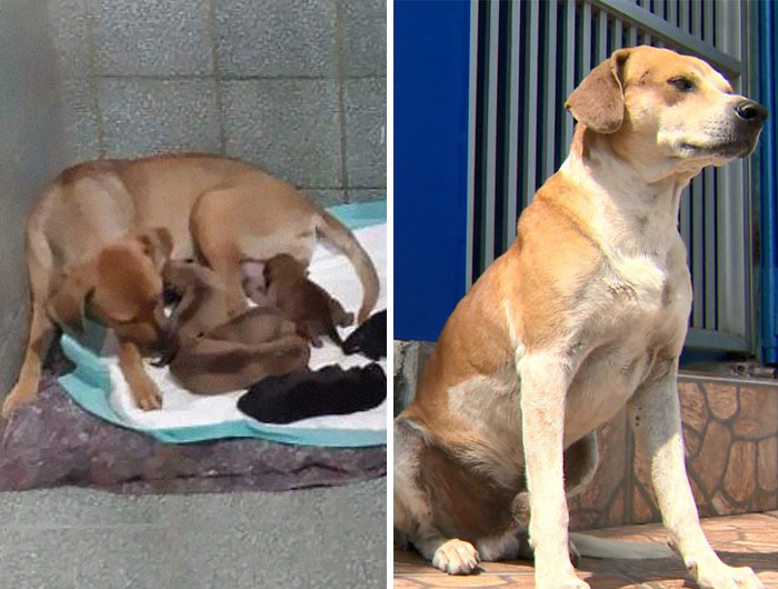 Este papá perro esperó fuera de la clínica veterinaria mientras la madre daba a luz a 6 cachorros