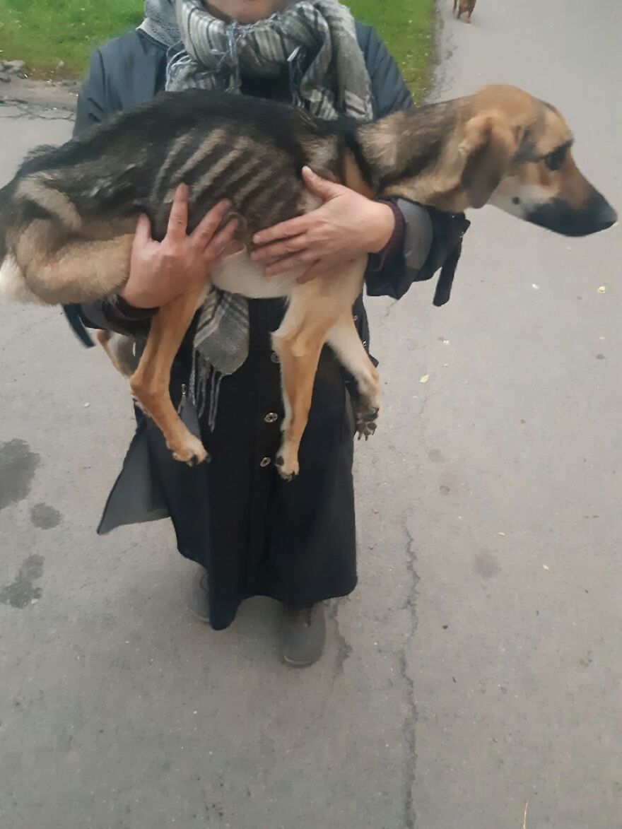 Unos vecinos vieron a este perro atorado en el borde de un balcón, y resultó que intentaba escapar de su dueño abusivo