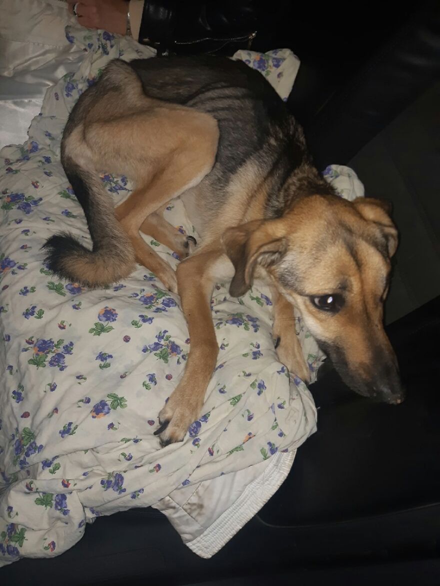 Unos vecinos vieron a este perro atorado en el borde de un balcón, y resultó que intentaba escapar de su dueño abusivo