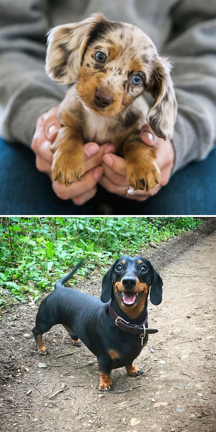 Dachshund