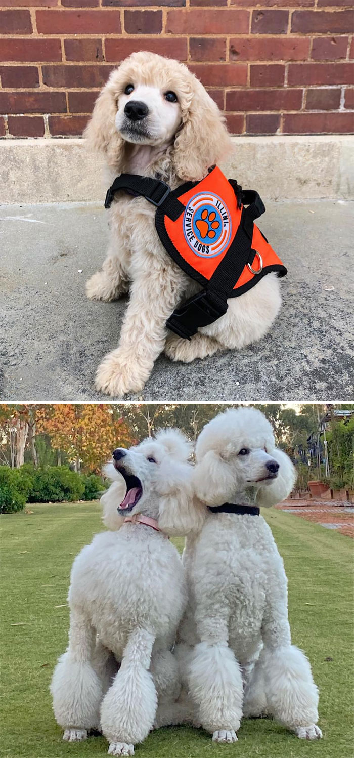 Caniche Estándar