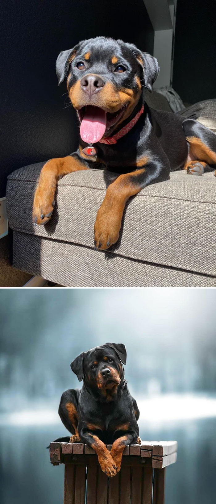 Rottweiler
