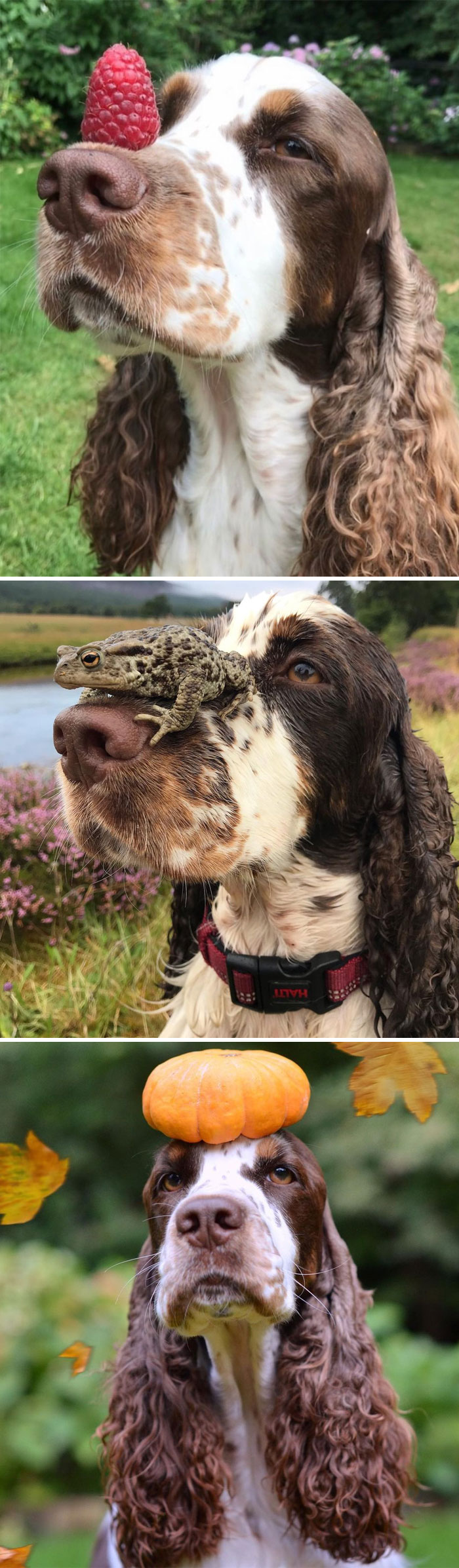 Springer Spaniel Inglés