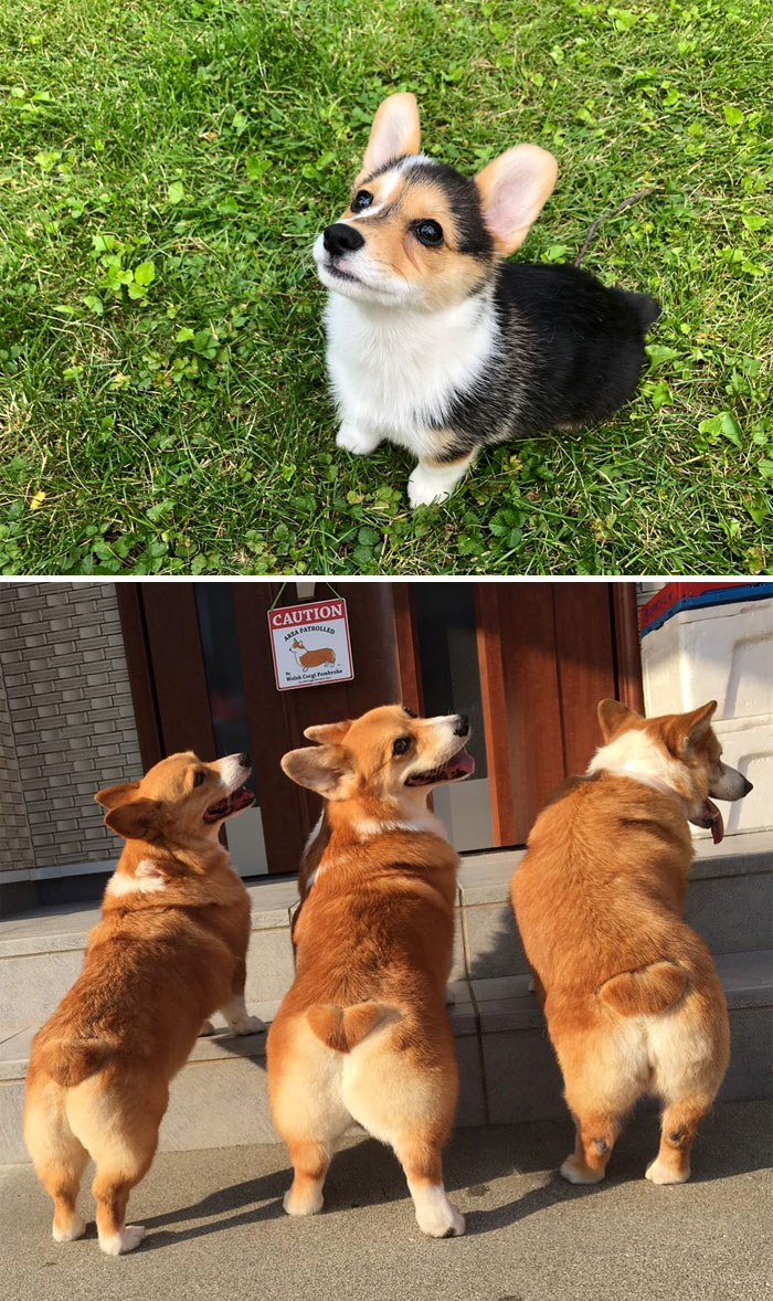 Corgi Galés de Pembroke