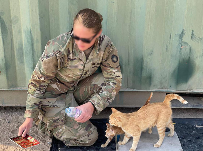 Sargento Bigotes: esta gata y sus 2 gatitos reconfortaron a los soldados mientras estaban en una misión
