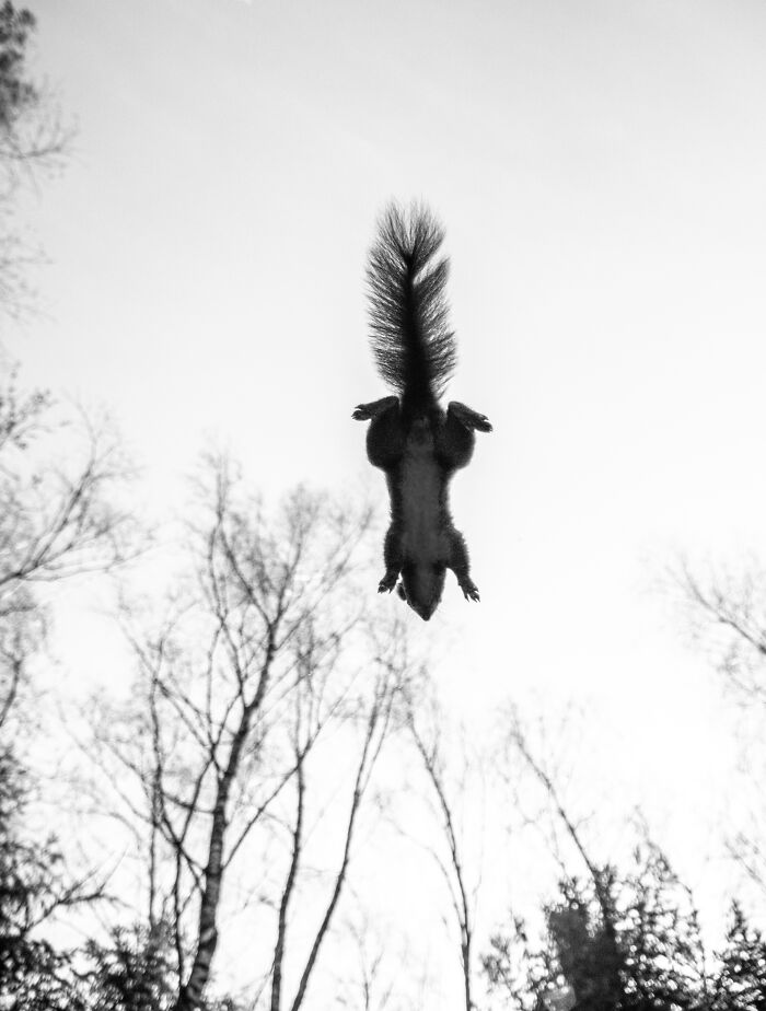 I’ve Spent 5 Years Capturing Perfectly Timed Action Shots Of Animals In Nature (35 Pics)