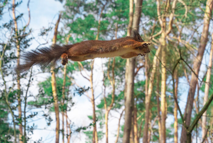 I’ve Spent 5 Years Capturing Perfectly Timed Action Shots Of Animals In Nature (35 Pics)