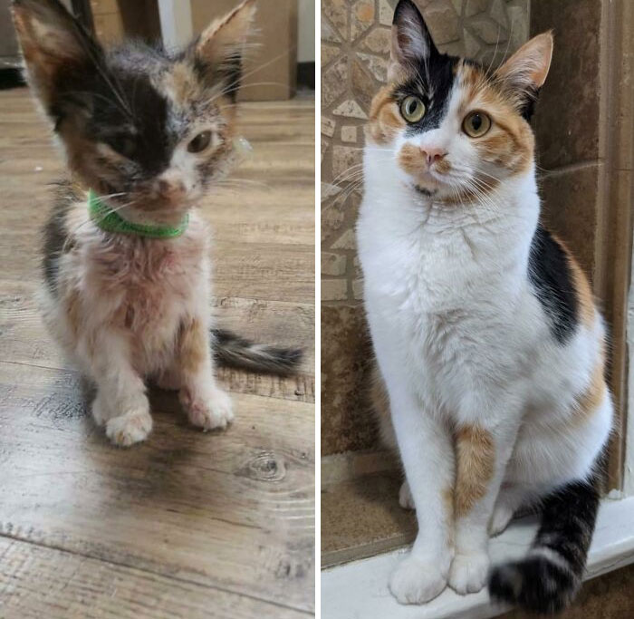 Ha pasado un año desde que mi esposa salvó a este bebé infestado de pulgas con una transfusión de sangre 