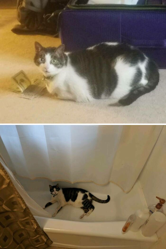 Me tomó muchos sobornos y dos años, pero ¡finalmente mi gato perdió peso!