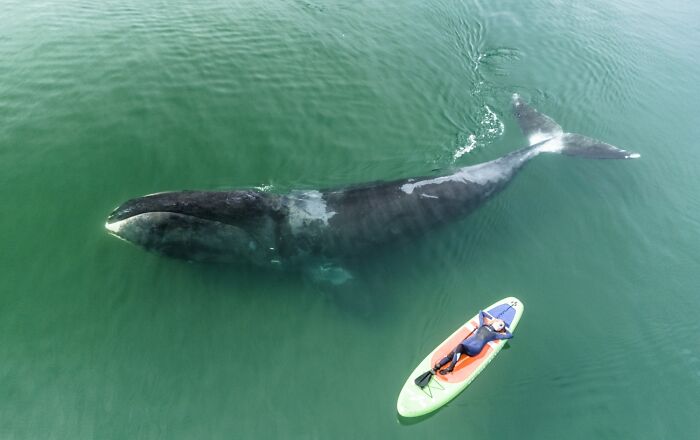 Sueños de las ballenas, viajes y aventuras