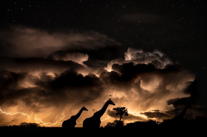 Tormenta en la sabana, los animales en su entorno