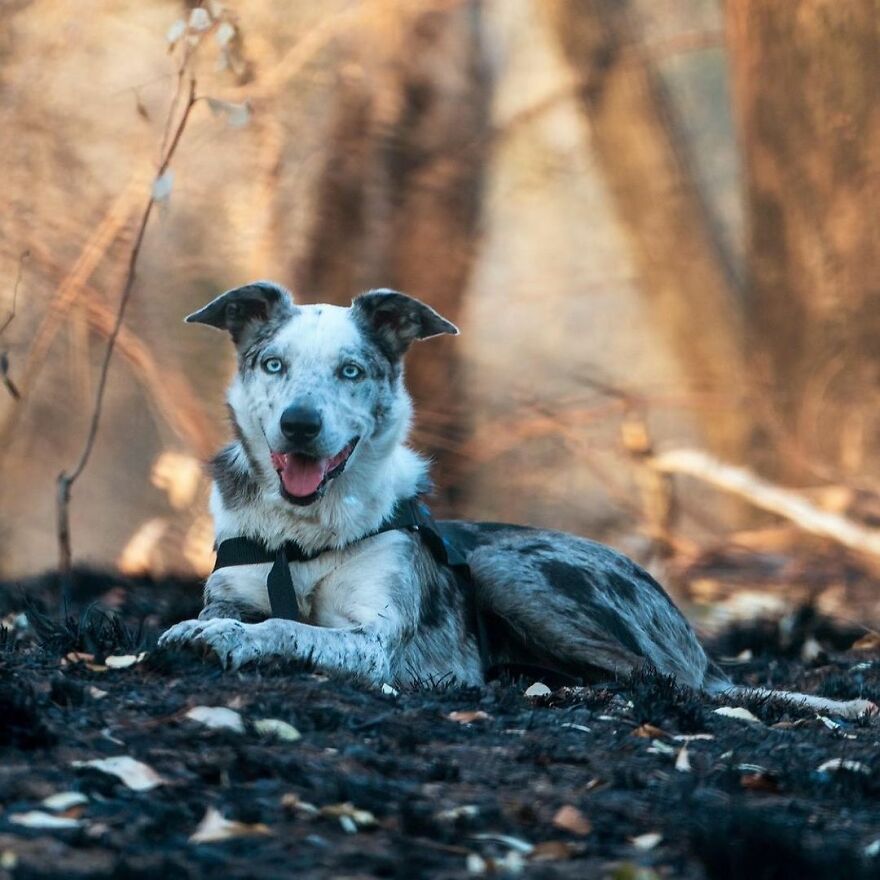 Un perro recibe un premio de honor por salvar a más de 100 koalas durante los incendios forestales