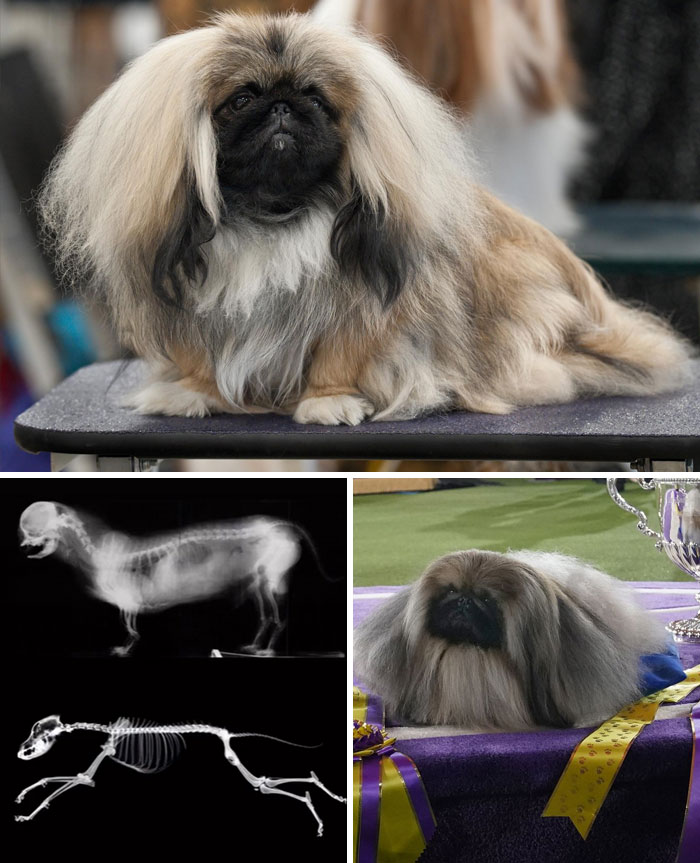 Pekinés