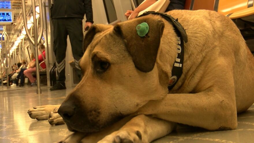 Se vio a este perro usando el transporte público en Estambul, así que las autoridades le pusieron un rastreador: Resulta que viaja más de 30 kilómetros al día