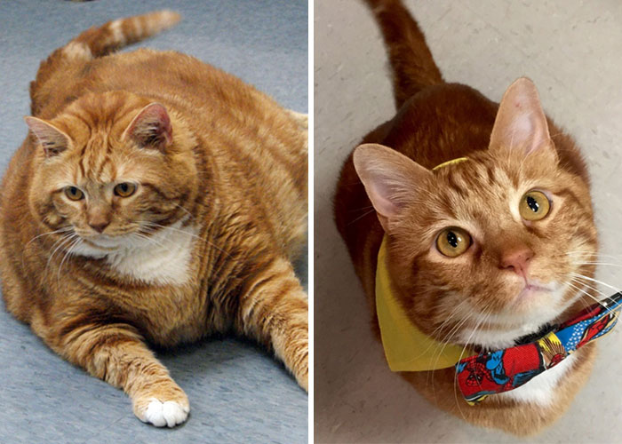 Motivación: la pérdida de peso del gato Skinny. Bajó unos 10 kg en total