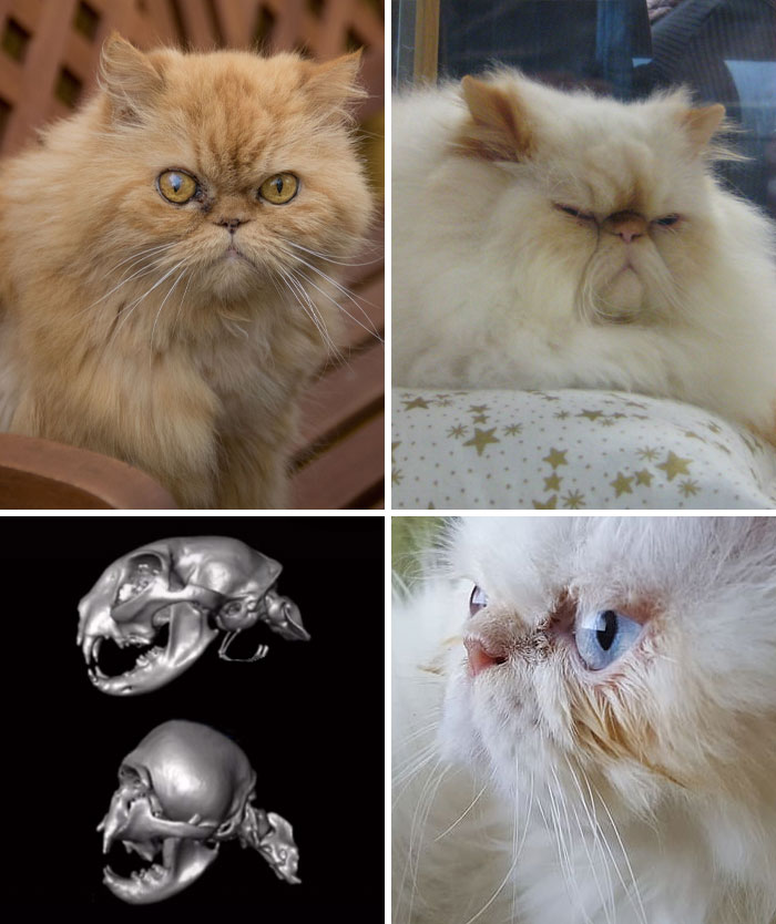 Razas de gatos con la cara plana
